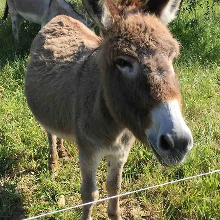 Casalecipriano - With Swimming Pool Casa de Férias Cugnoli